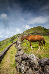 Portugal, Azores, Santa Maria Island, Maia, horse in coastal pasture Portugal, Azores, Santa Maria Island, Maia, horse in coastal pasture